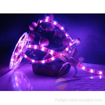 Energy Saving RGB LED Lamp Decorative for Women\'s Day